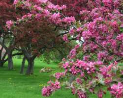 The park owns over 1700 different types of trees and shrubs including different flowers like magnolias, and azaleas as well as big trees like Metasequ